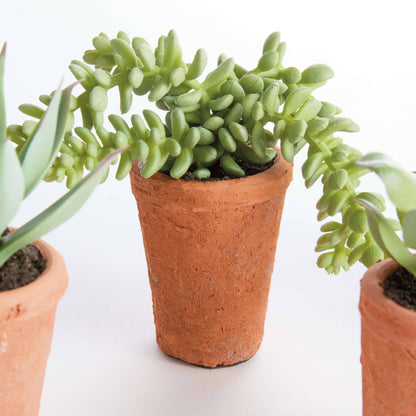POTTED SUCCULENTS 8.5" -Assorted -Sold Separately