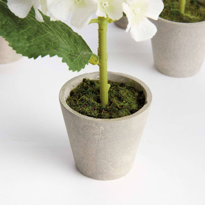 MINI HYDRANGEA POTTED 8"