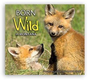 Born Wild in Montana