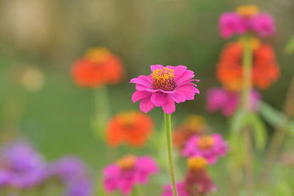 Flower Cutting Garden Box | Mixed Zinnia
