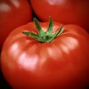 Seed Start | Brandywine Tomato