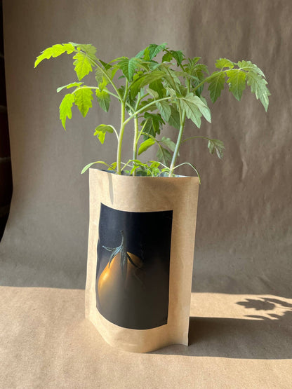 Seed Start | Yellow Pear Tomato