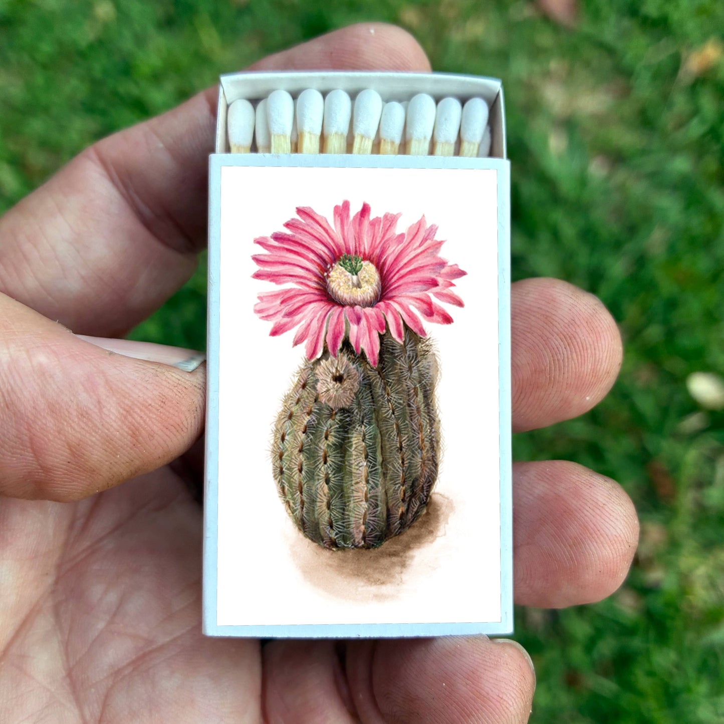Matches • Turkeyhead Cactus •