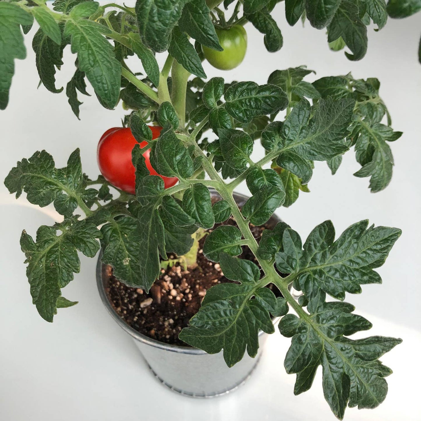 Garden in a Pail | Mini Tomato |Easy Spring Container Garden
