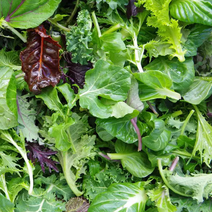Pocket Garden | Gourmet Salad | Home Cook's Garden