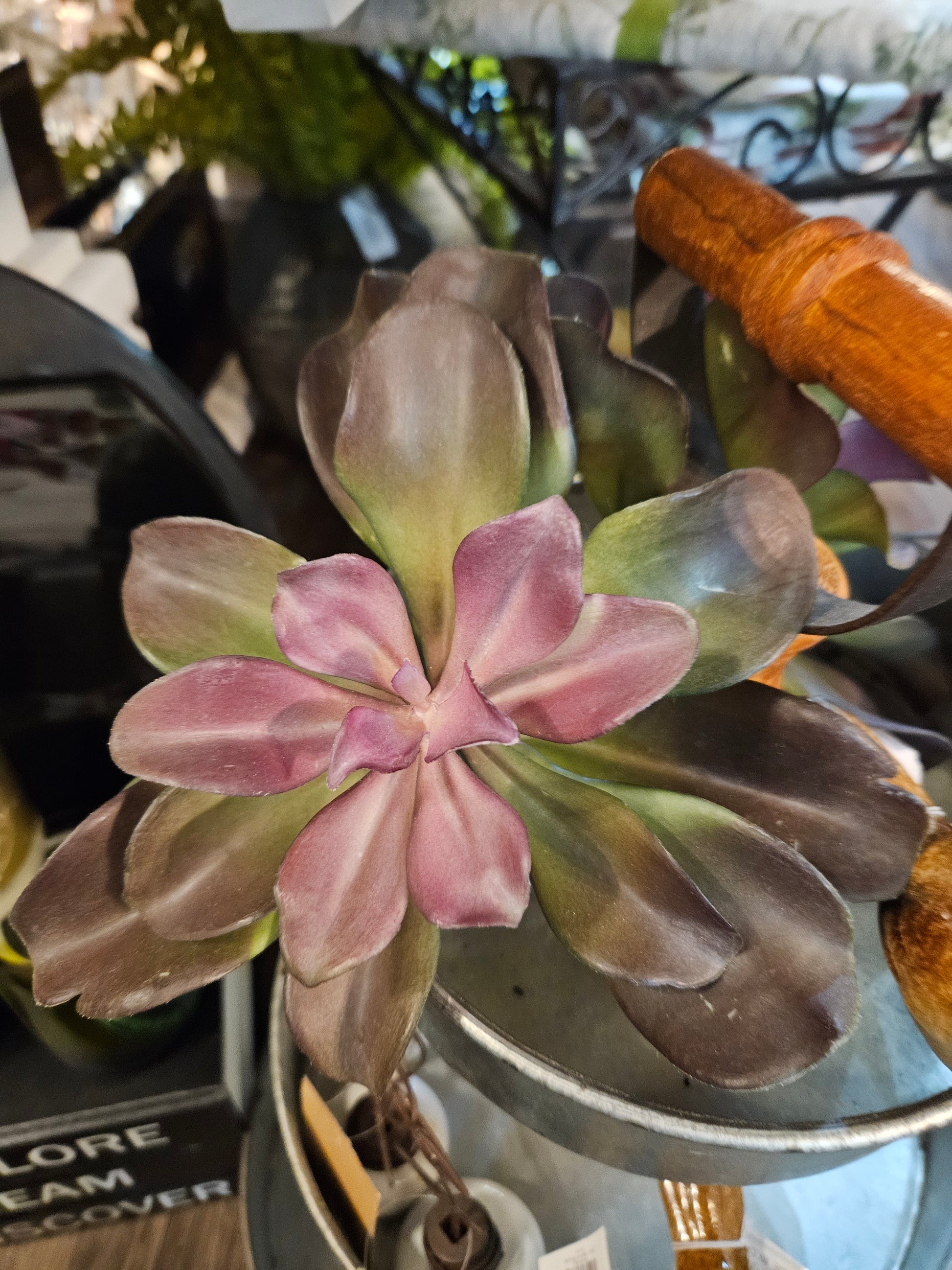 branch like succulent TK Lg Succulent Plant – The Olive Branch Boutique