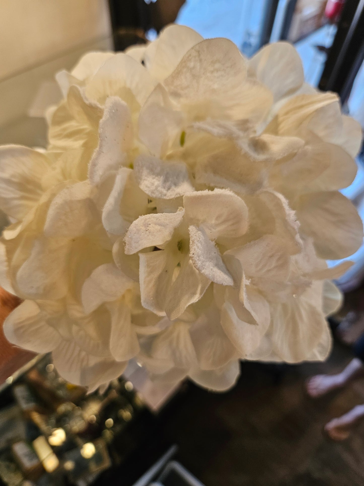Hortensia blanca brillante