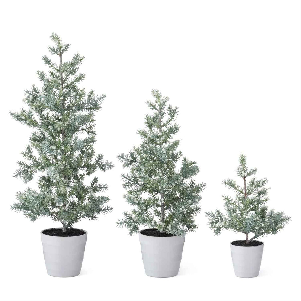 Juniper Trees with White Berries in White Ribbed Pot, Set of 3